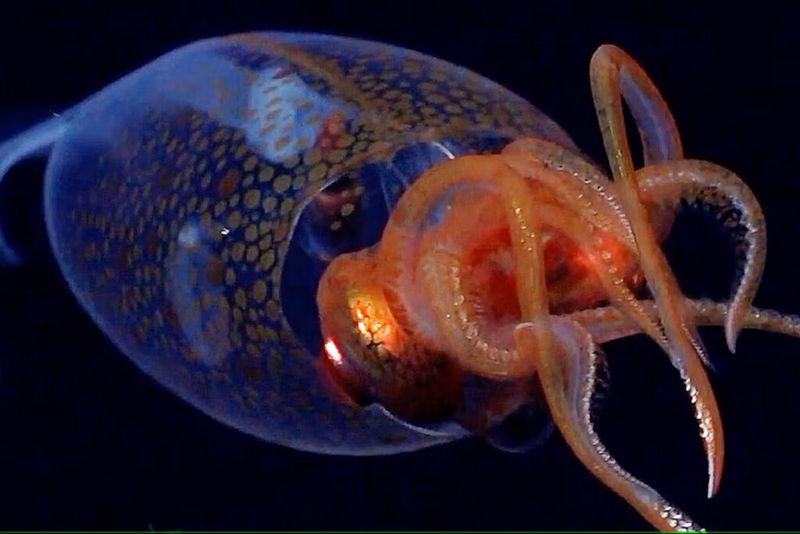 Colossal Squid Sighting