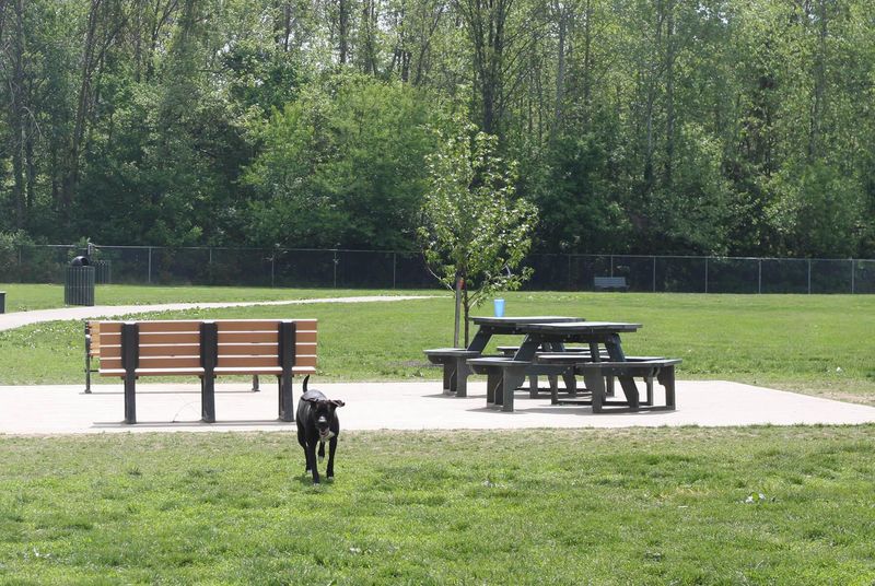 Pooch Playground