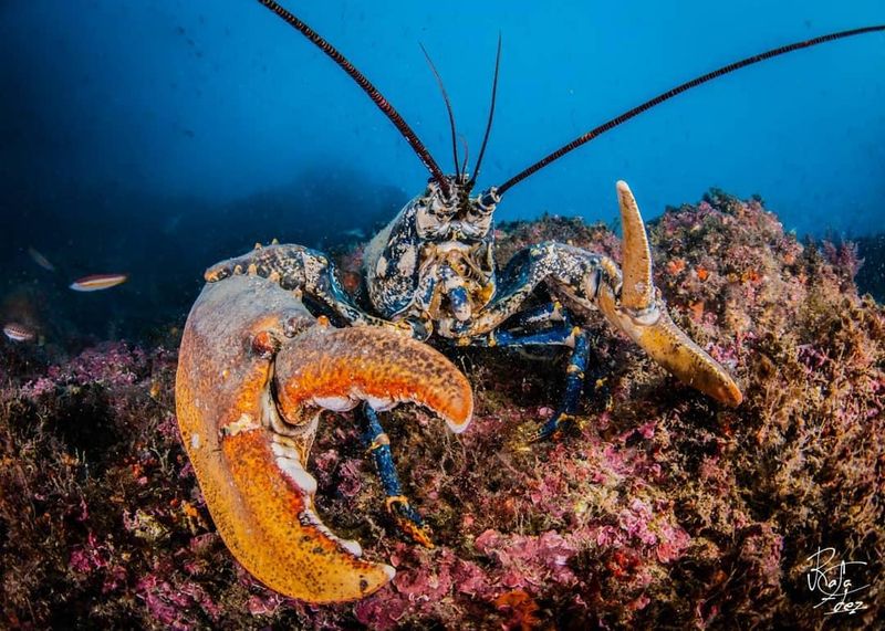 Lobster