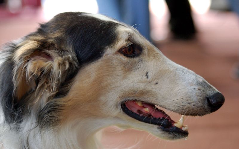 Borzoi