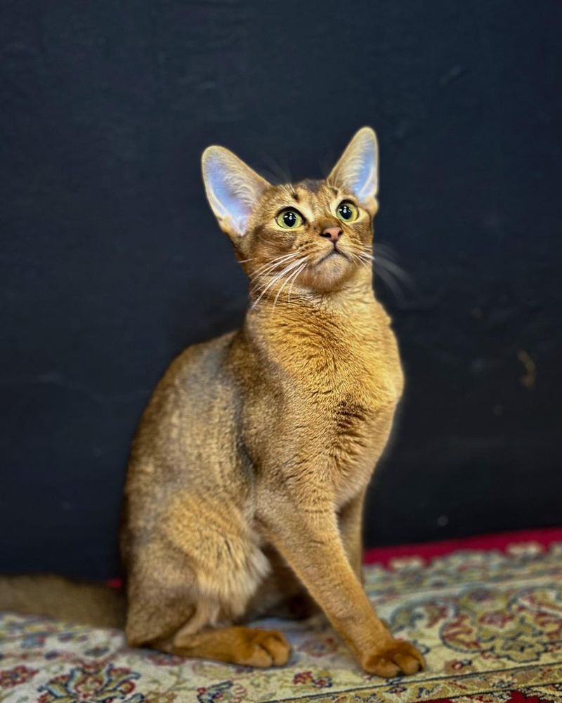 Abyssinian Cat