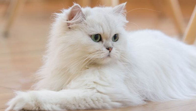 Persian