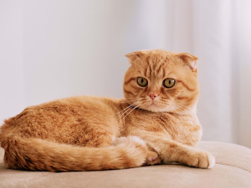 Scottish Fold