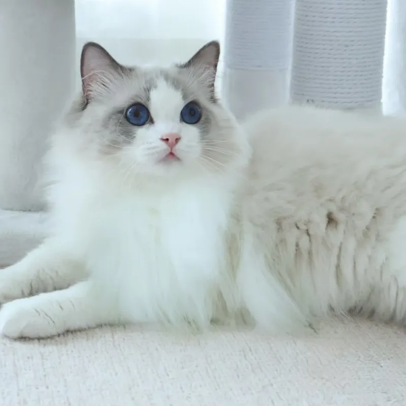 Ragdoll