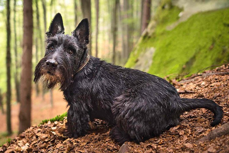 Scottish Terrier