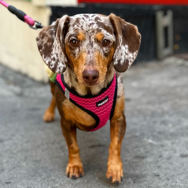 Dachshund