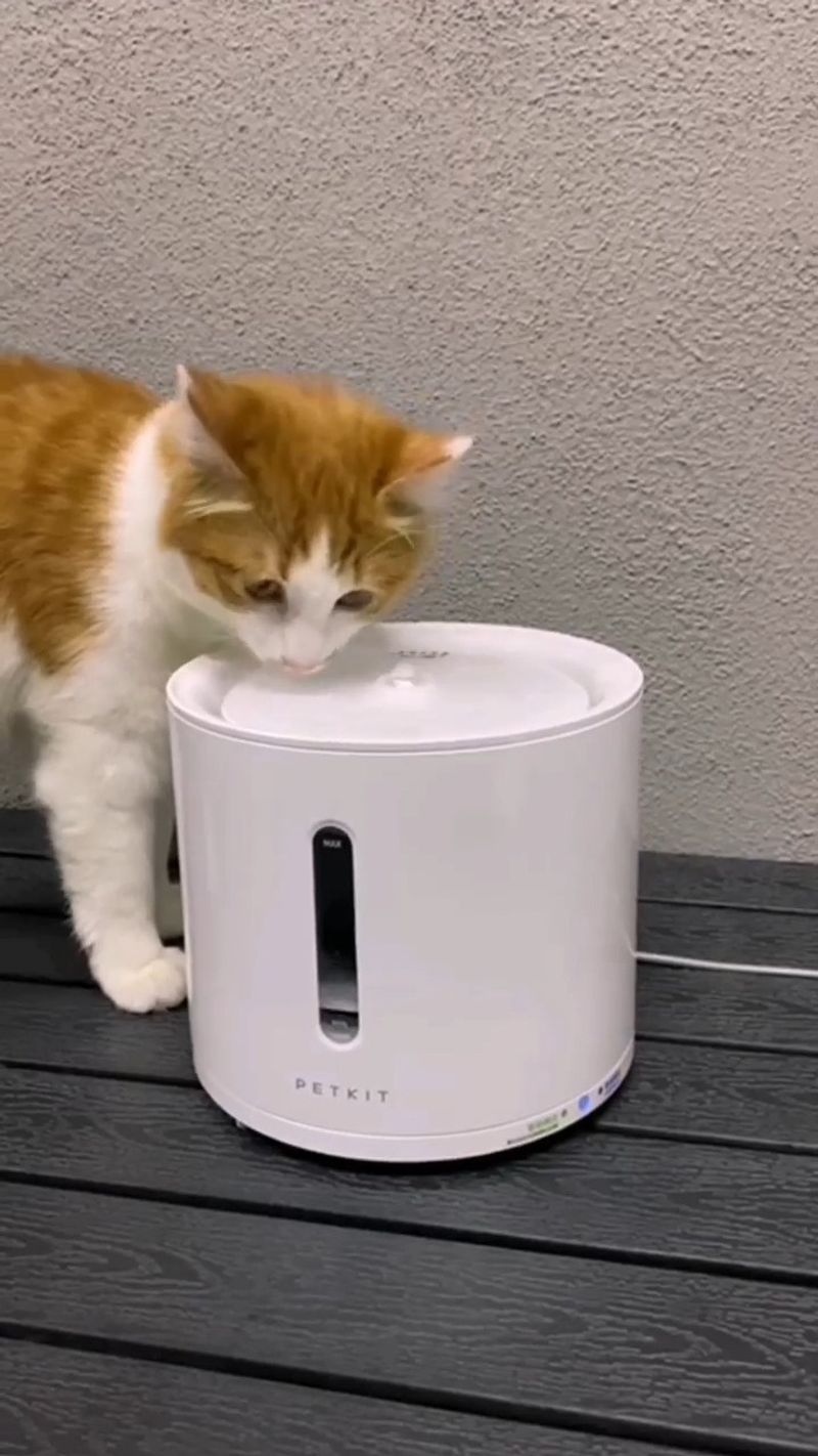 Cat Water Fountain