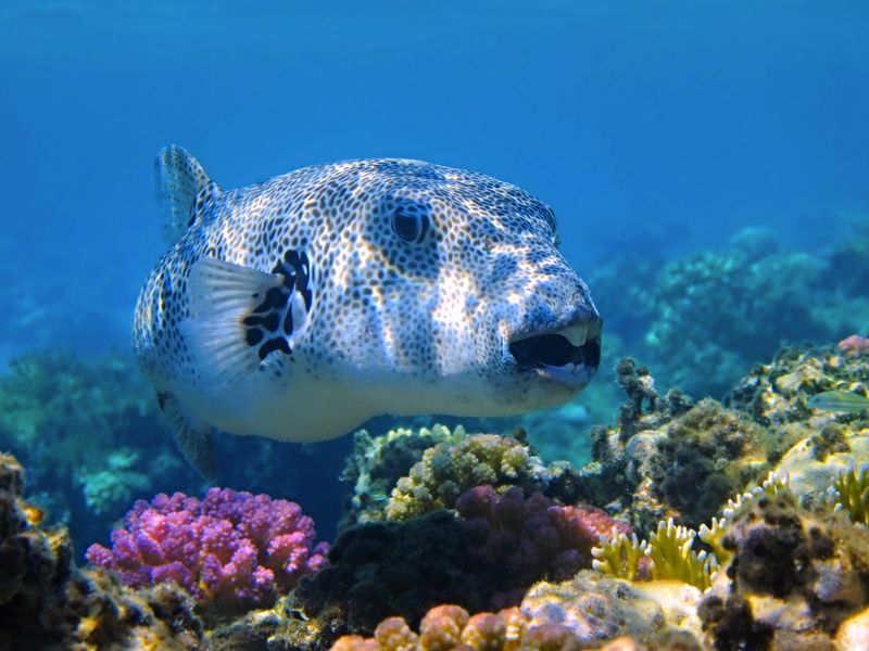 Pufferfish