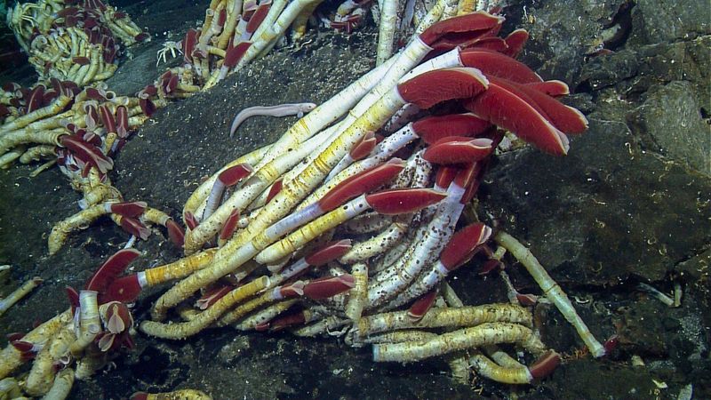 Giant Tube Worms