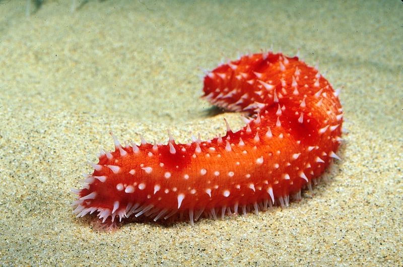 Sea Cucumber