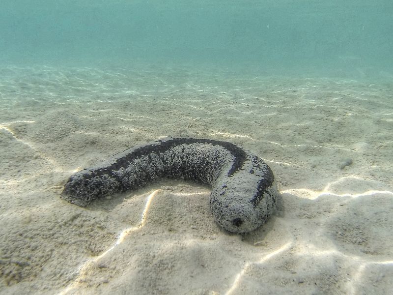 Sea Cucumbers