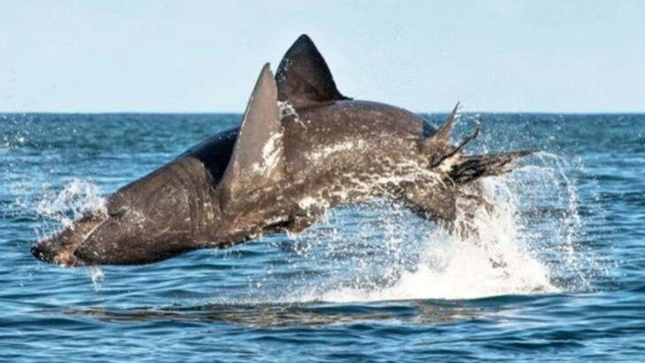 Sea Giants That Shocked Scientists—and One That Shouldn’t Exist at All