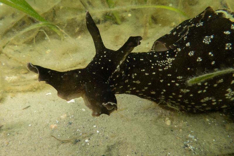 Sea Hare