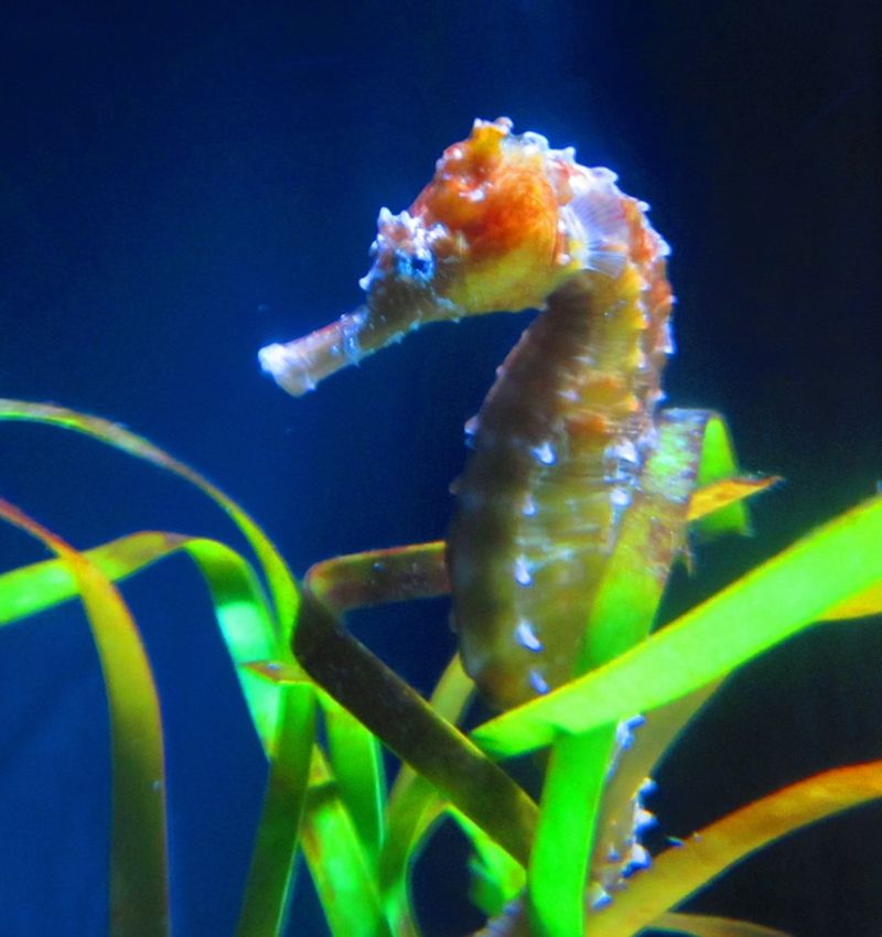 Sea Horses