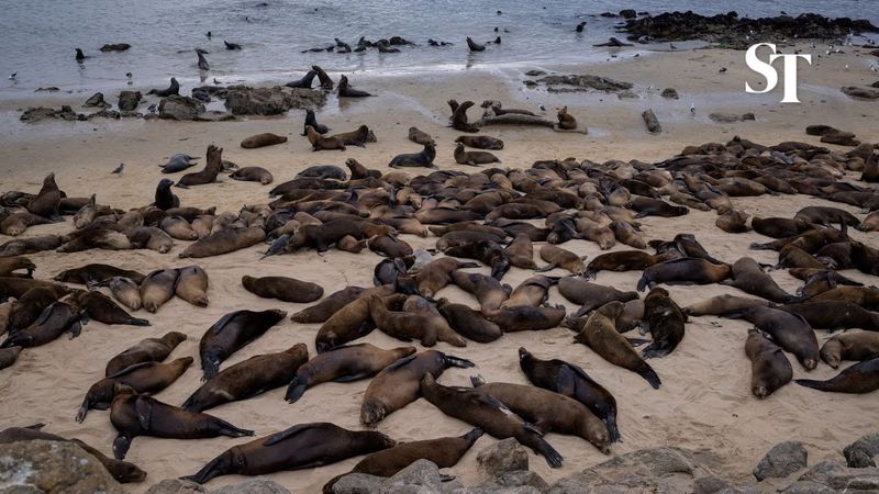 Sea Lion