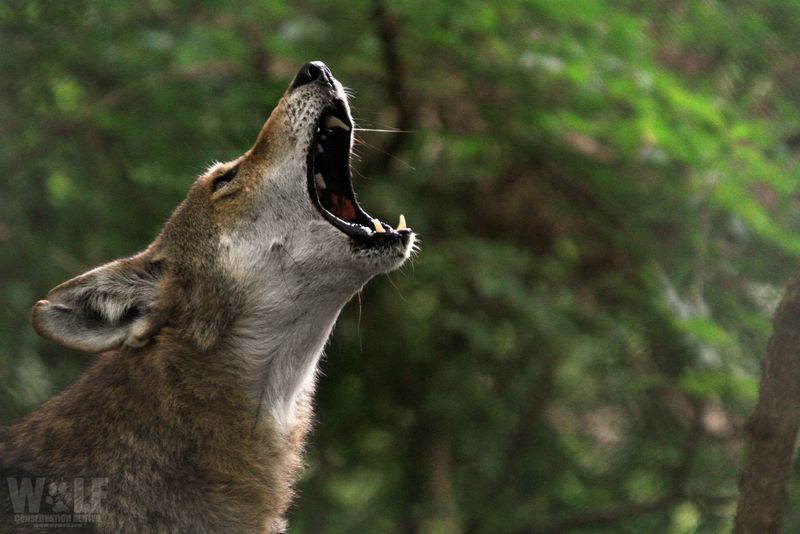 Wolves