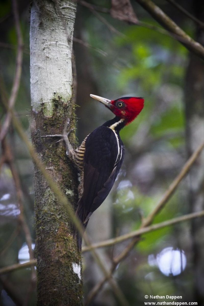 Ivory-billed Woodpecker