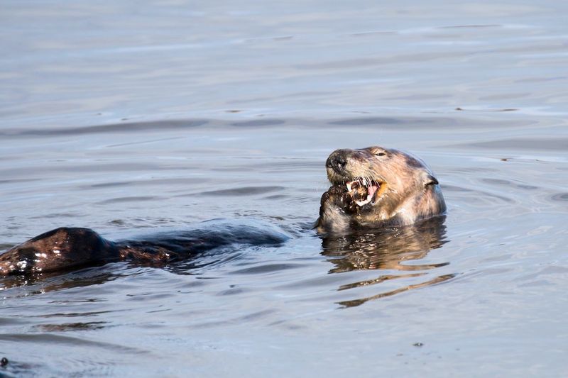 Sea Otter