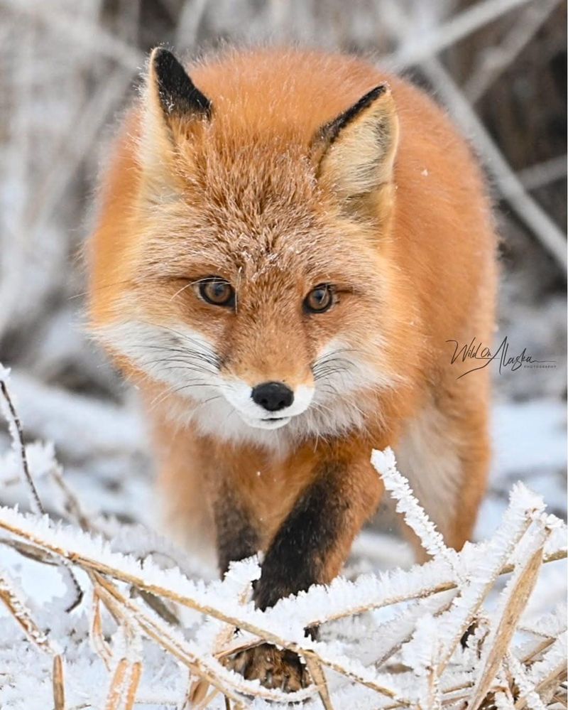 Red Fox