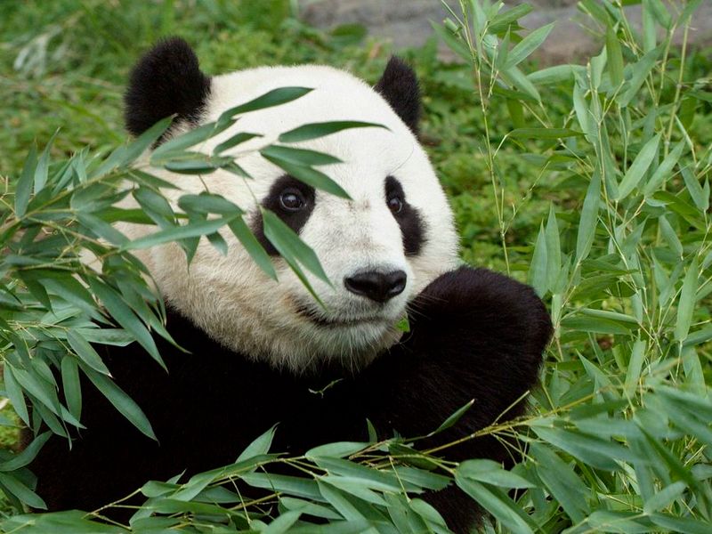 Giant Panda