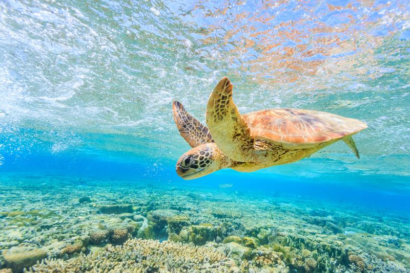 Green Sea Turtle