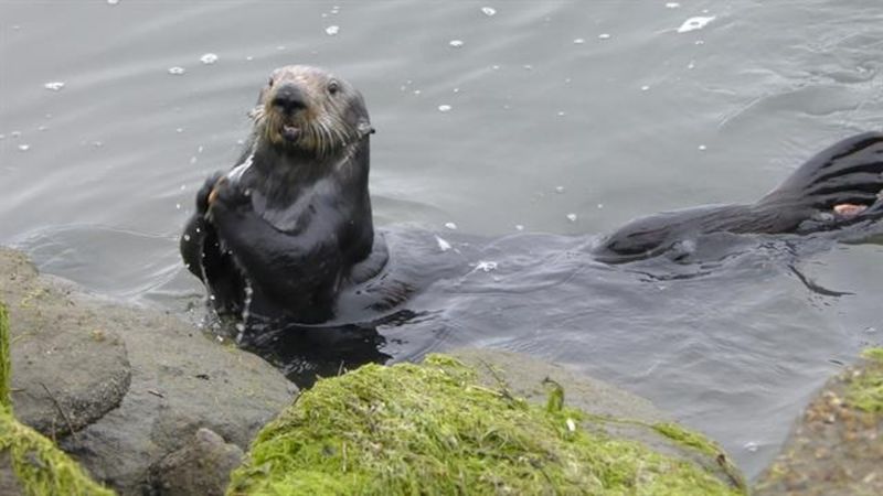 Sea Otter