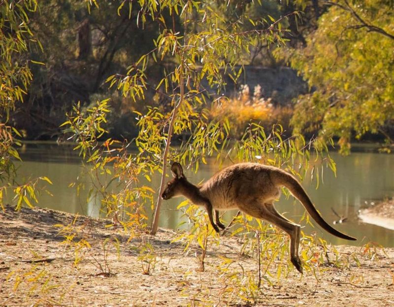 Kangaroos