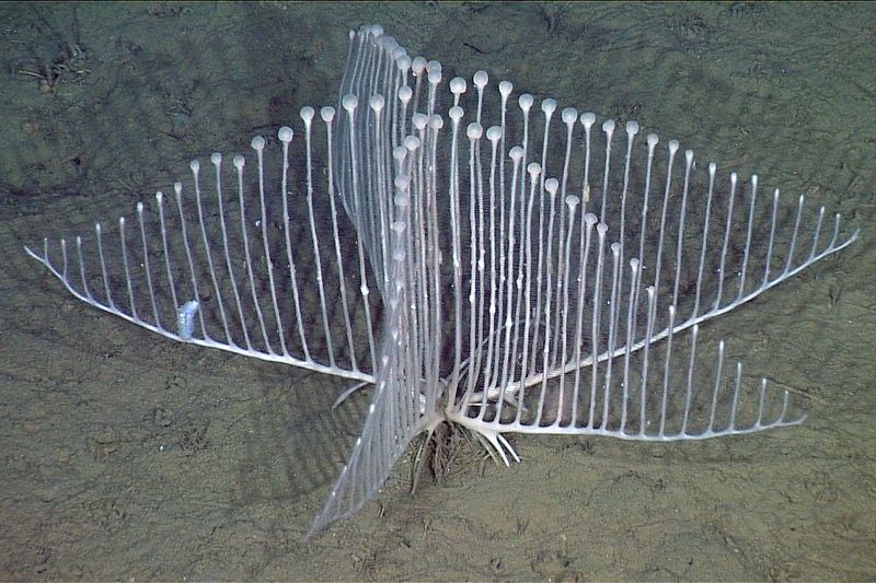 Harp Sponge