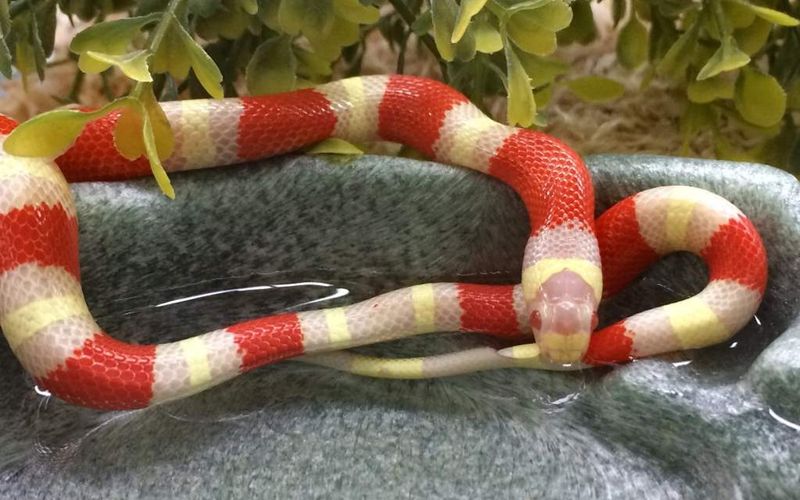 Milk Snake's False Head Movement