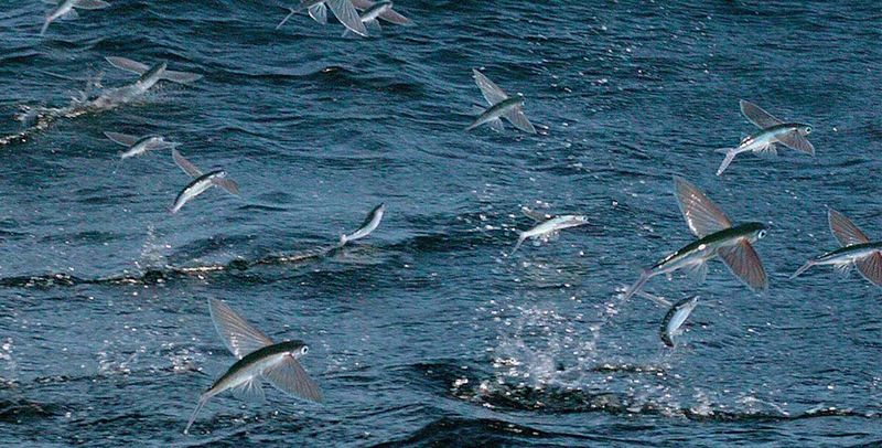 Flying Fish