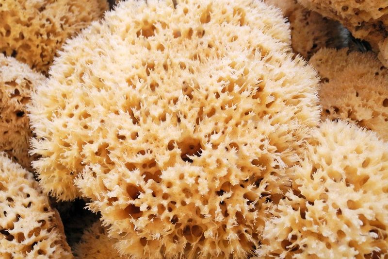 Sea Sponge