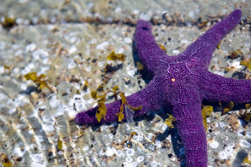 Sea Star