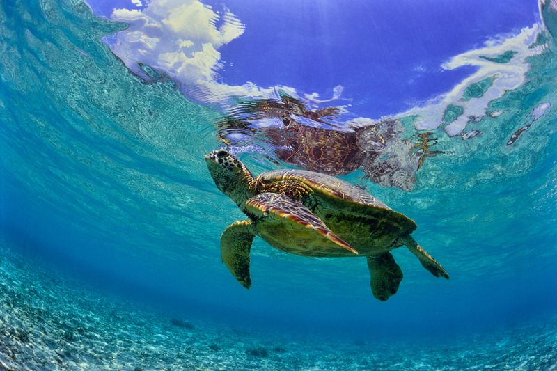 Sea Turtle