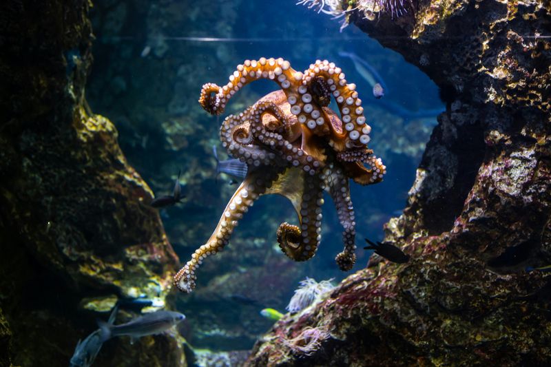 Octopus