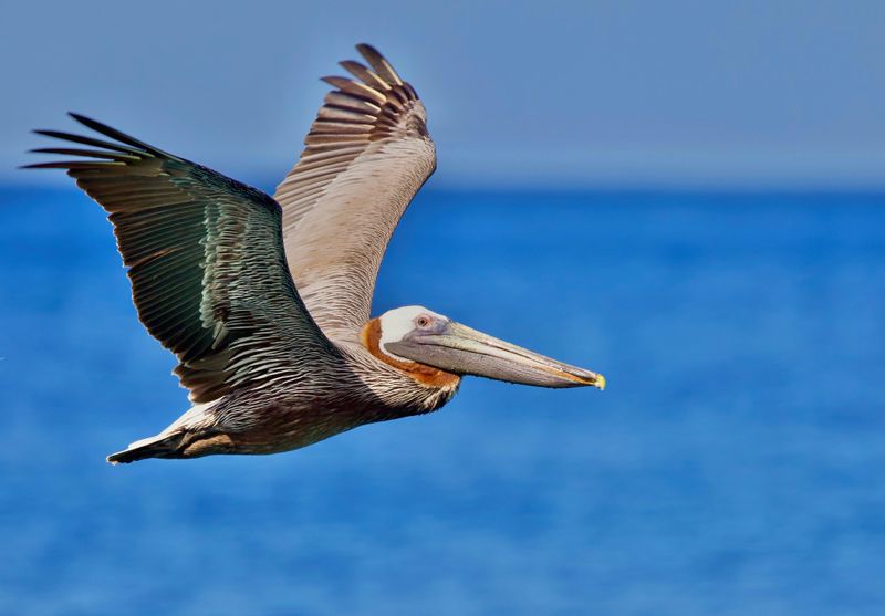 Pelican