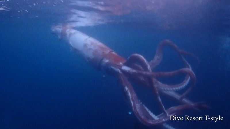 Giant Squid
