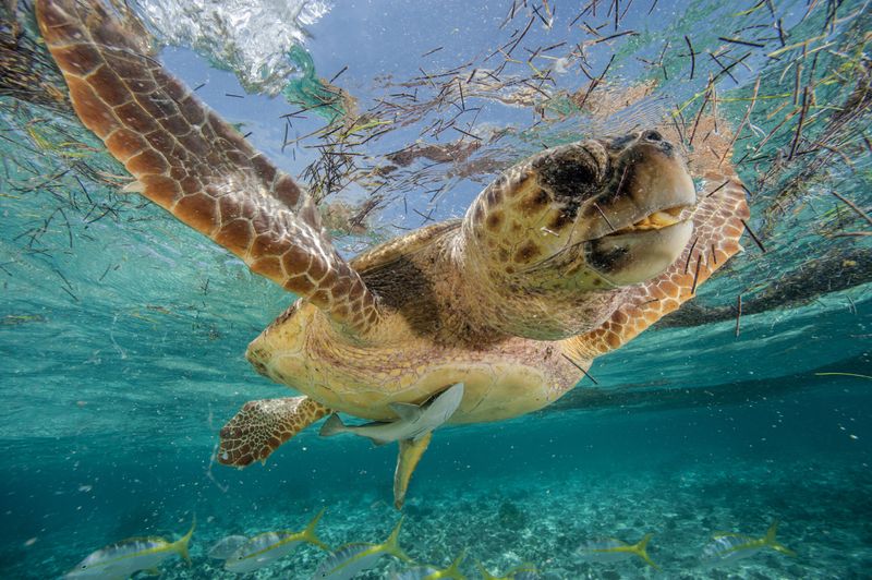 Sea Turtle
