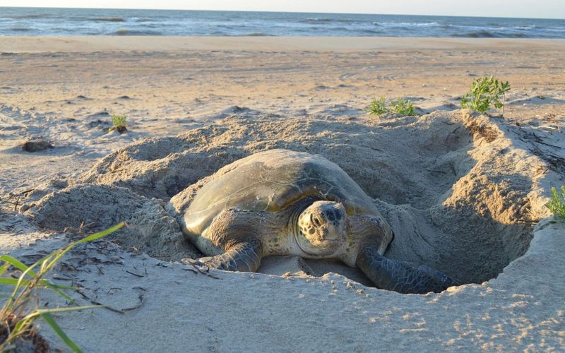 Nesting Rituals and Behaviors