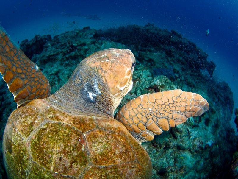 Sea Turtles' Role in Folklore