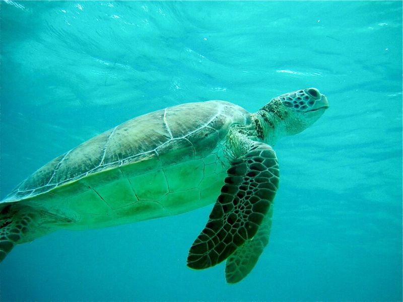 Sea Turtles