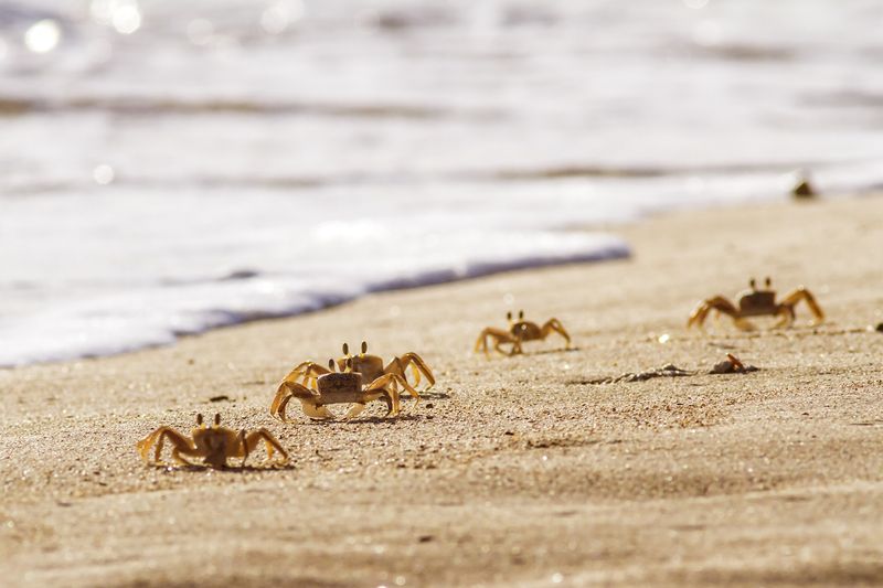 Crab