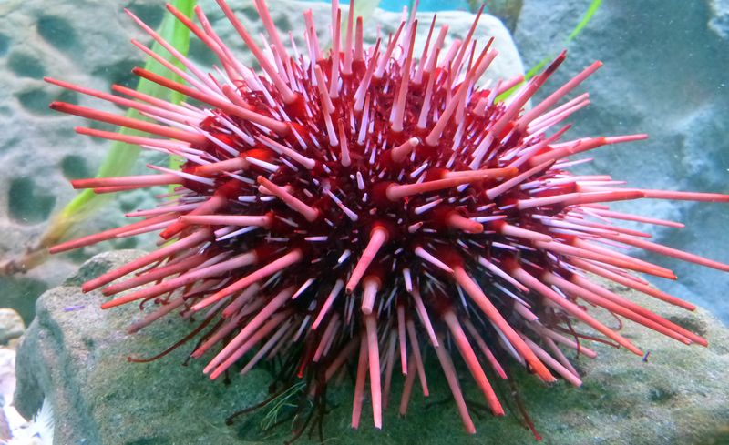 Sea Urchin
