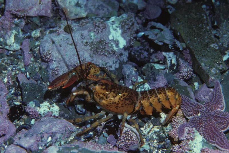 Lobster