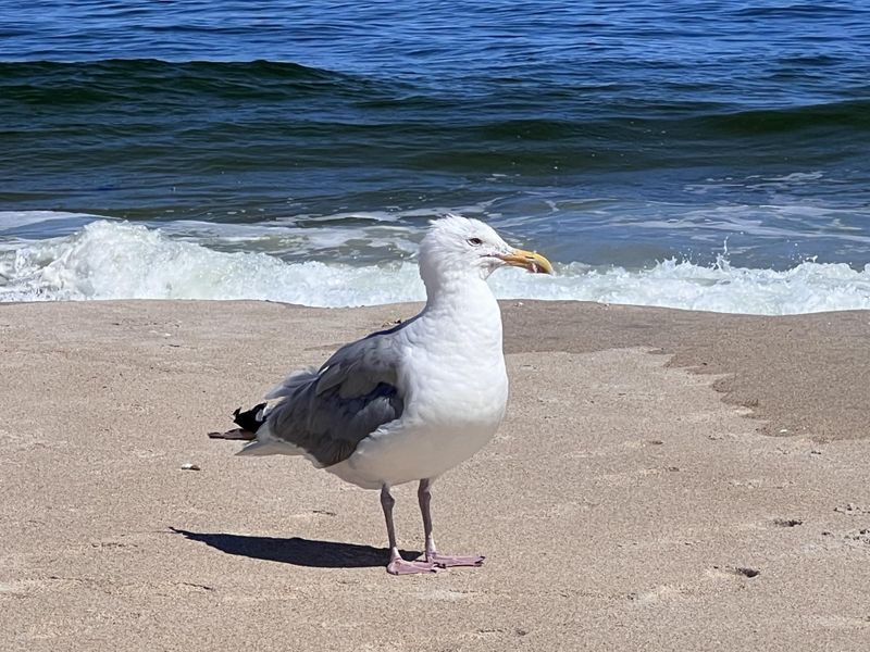 Seagulls