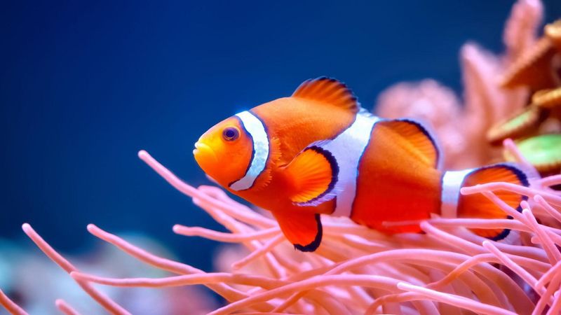 Clownfish