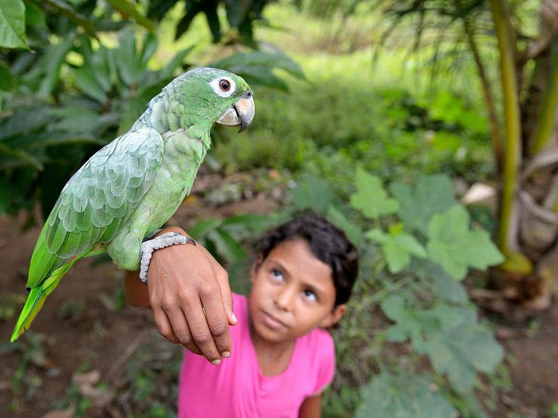 Parrot