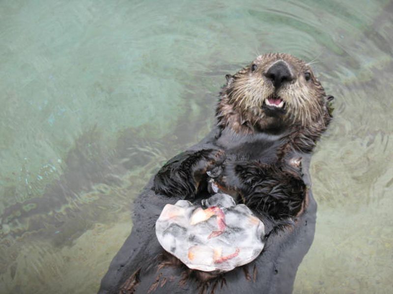Otters