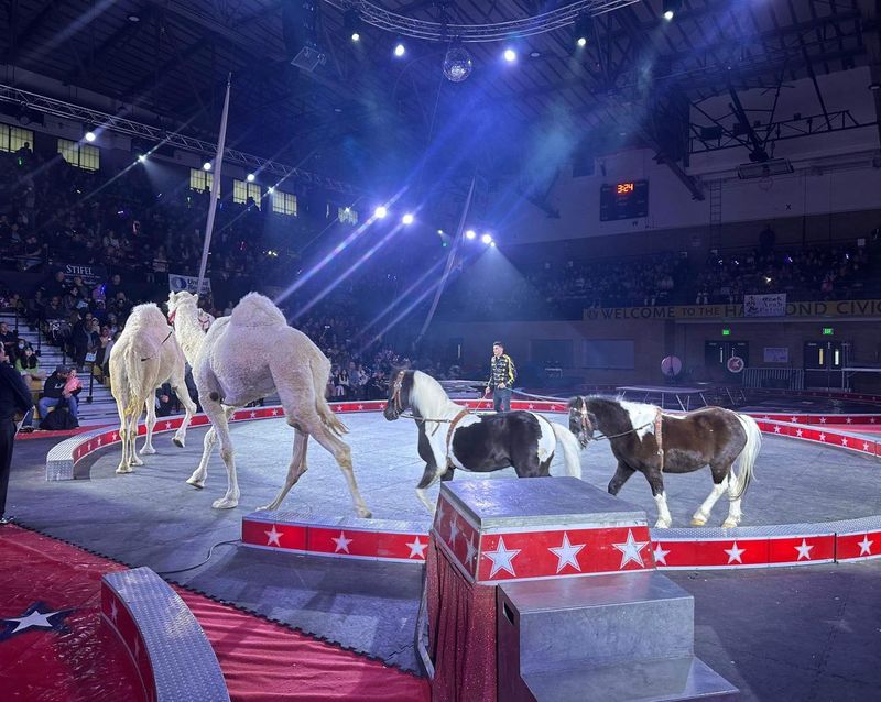 Horses