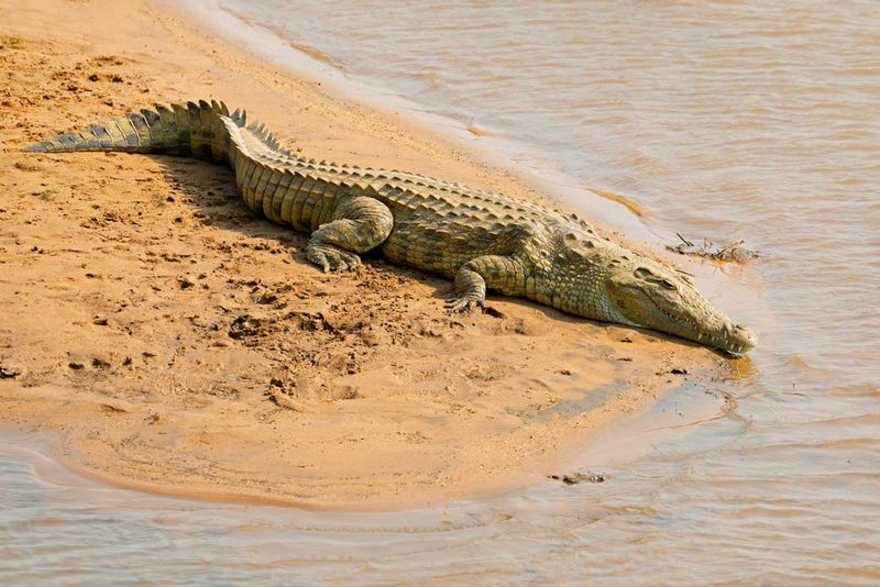 Incredible Burrowing Abilities