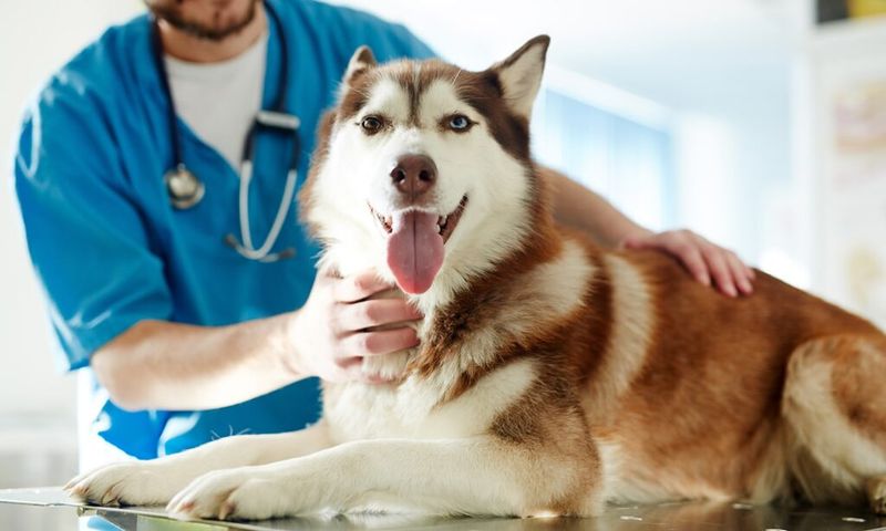 Regular Vet Check-ups